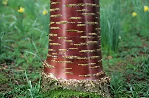 Attractive: Close-up of Cherry tree bark