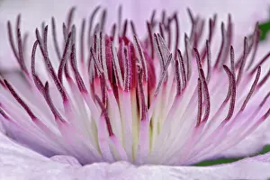 Adam: Close-up of clematis flower, Schreiner Iris Gardens