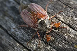 Bugs: Close-up of cockchafer - fascinating details of a spring messenger