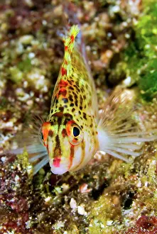 Anthia: Close-up of colorful hawkfish (Cirrhitidae)