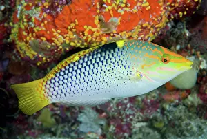 Labridae: Close-up of colorful wrasse (Labridae)
