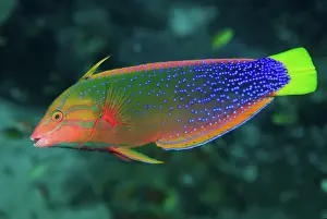 Thecacera: Close-up of colorful wrasse (Labridae)