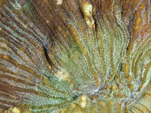 Indonesian: Close-up of the complex patterns of a bulging coral (Open brain coral)