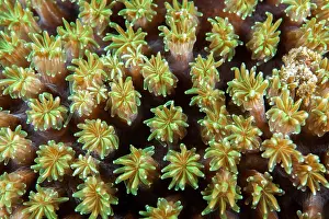 Polyps: Close-up of coral polyps (Galaxea sp), night dive