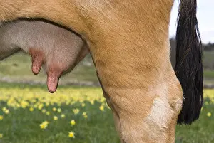 Spermatophytes: Close-up of a cow's udder Aubrac France