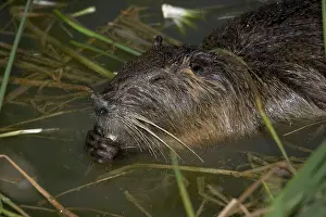 Nutria: Close-up of COYPU / Nutria feeding in reed bed