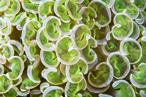 Ancora: Close-up of a Croissant Coral (Euphyllia ancora)