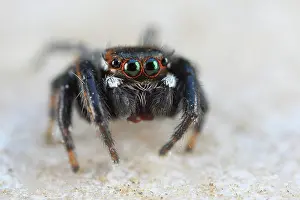 Sardinia: Close-up of a cute jumping spider with green eye