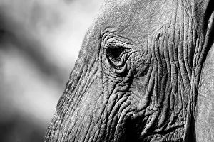 Dwelling: A close-up of a desert-adapted elephant (Loxodo