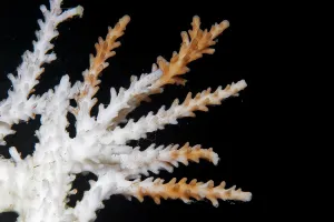 Disasters: Close-up of a diing coral, tropical sea