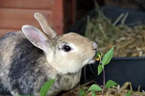 Sweet: Close-up, domestic rabbit (Oryctolagus cuniculus