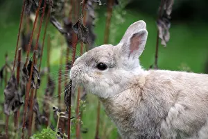 Sweet: Close-up, domestic rabbit (Oryctolagus cuniculus