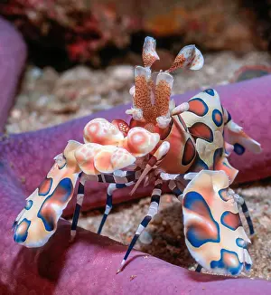 Prawn: Close-up of eastern harlequin shrimp (Hymenocera