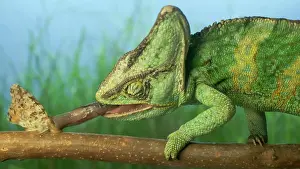 Iguanidae: Close-up, elderly bright green chameleon is hunting