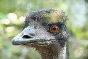 Sydney: Close-up of an emu's face, Taronga Zoo