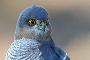 Nisus: Close-up Eurasian Sparrowhaw k (Accipiter nisus