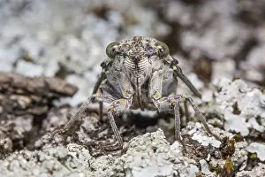 Plebejus: Close-up of a European Common Cicada (Lyristes