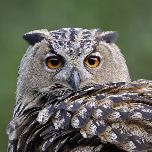 Section: Close-up... European Eagle Owl (Bubo bubo)