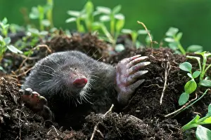 Emerge: Close-up of the European mole (Talpa europaea) emerging