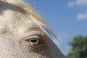 Arabs: Close-up of the eye of a horse