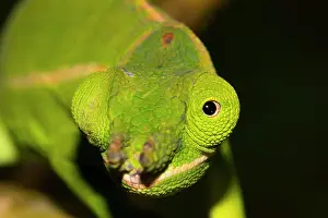 Nose: Close-up of the eye and nose of a petter's chameleon
