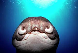 Elasmobranchii: Close-up of face of Port Jackson Shark (Heterodontus
