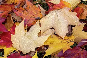 Kentucky: Close-up of fallen autumn leaves, Kentucky