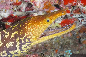 Moray: Close-up of fangtooth moray (Enchelycore anatina)