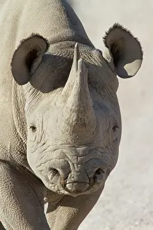 Bicornis: Close-up of a female Black Rhinoceros (Diceros