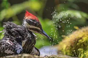 Cool: Close-up of a female Pileated Woodpecker (Dryocopus pileatus) enjoying a spray of cool water from a suburban bird bath