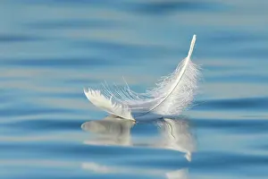 Dear: Close-up of a floating swan feather on blue water