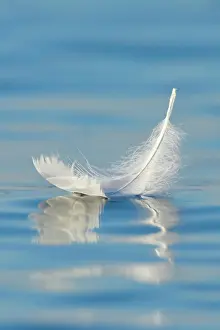 Dear: Close-up of a floating swan feather on blue water