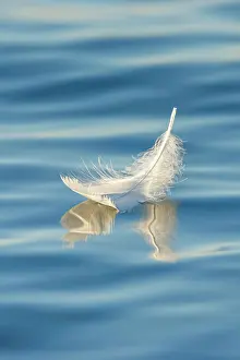 Dear: Close-up of a floating swan feather on blue water