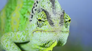Lens: Close-up frontal portrait of adult green Veiled
