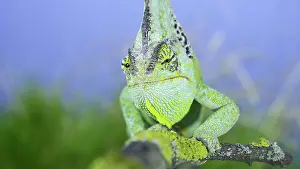 Lens: Close-up frontal portrait of adult green Veiled