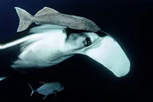 Birostris: Close-up of Giant Manta Ray, (Manta birostris) with