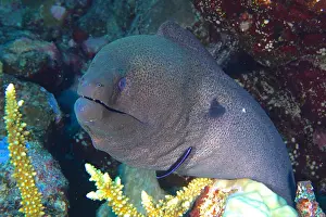 Moray: Close-up of giant moray (Gymnothorax javanicus)