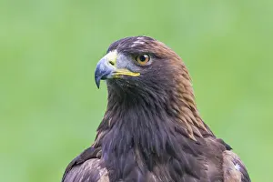 Aquila: Close-up of a Golden Eagle (Aquila chrysaetos)