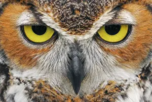 Horned: Close-up of Great horned owl