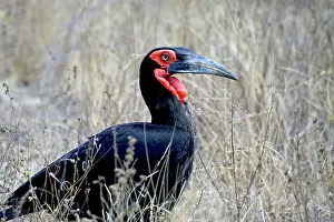 Miva: Close-up of a Ground Hornbill, Kruger National