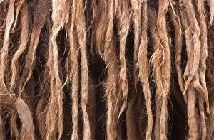 Poitou: Close-up of the hairs of Baudet of Poitou