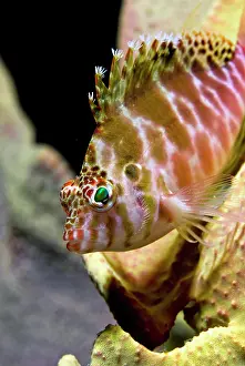 Hawkfish: Close-up of hawkfish (Cirrhitidae) among