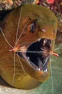 Prawn: Close-up, head of a giant moray (Gymnothorax javanicus)