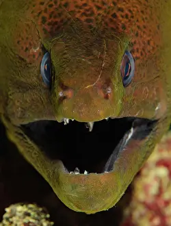 Caroline: Close-up, head of a giant moray (Gymnothorax javanicus)