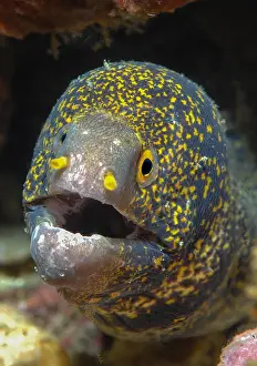 Moray: Close-up of head of moray eel (Echidna nebulosa)