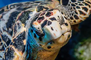 Hawksbill: Close-up of head Portrait of sea turtle hawksbill