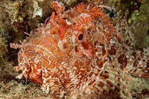 Scorpaena: Close-up of head of red scorpionfish (Scorpaena