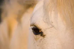 Systems: Close-up of head of White Camargue horse Camargue France