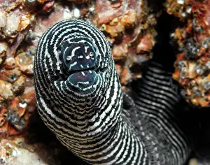 Oman: Close-up of head of zebra moray (Gymnomuraen zebra)