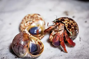 Shell: Close-up of a hermit crab in a snail shell